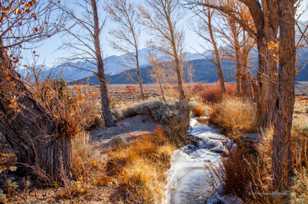 Pinyon Creek-9975 Pinyon Creek-9975